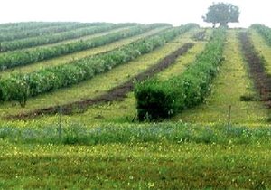 Gansbaai was 1ste met Boomlusern
